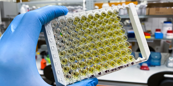 Cygnus新推出線上迷你講座系列，手把手教您HCP ELISA！